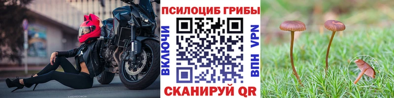 закладки  Дмитровск  Псилоцибиновые грибы мицелий 